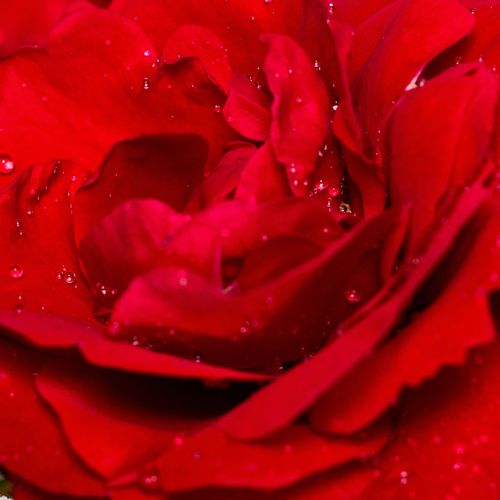 Online rózsa rendelés - Vörös - climber, futó rózsa - diszkrét illatú rózsa - Rosa Tradition 95 ® - W. Kordes’ Söhne® - Virágait kis csokrokban hozza, melyek élénkvörös színe a nyílás során megmarad, nem fakul.